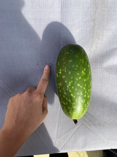 Organic hairy gourd - 10,
