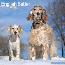 English Setter Calendar 2026  Square Dog Breed Wall Calendar - 16 Month