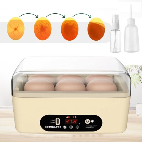 Chicken egg incubator - egg,