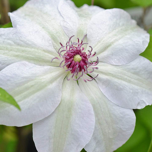 Clematis miss bateman hardy - bateman',