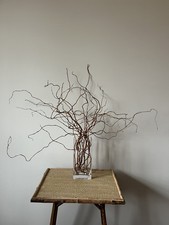 Natural Curly Willow Twigs