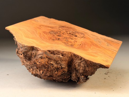 Cap burr elm - elm, live