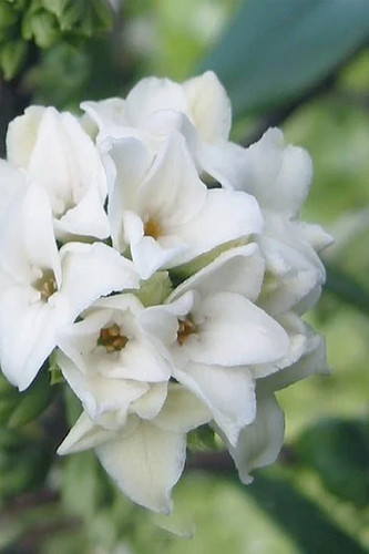 Daphne perfume princess - daphne, white