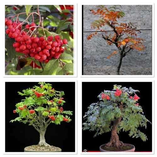 Rowan tree ideal - ideal, bonsai