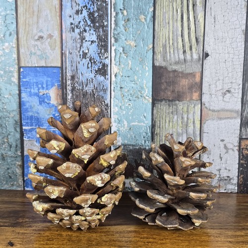 Natural pine cones from - x,