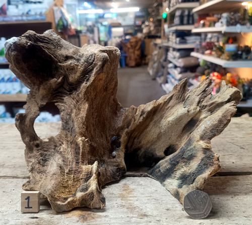 Derwen oak bogwood - derwen, 19-49cm