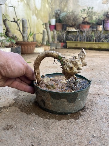 Olive bonsai mame - bonsai, ,mame