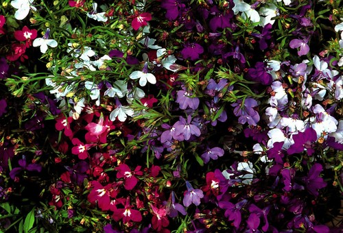 250 lobelia string pearls - 250,