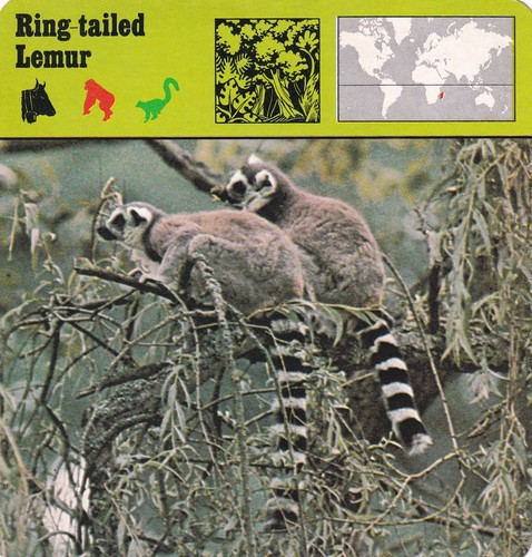 Ring tailed lemur always - ~,