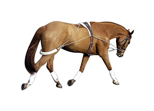 Pessoa horse training - horse, system