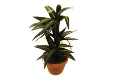 Dolls House Yucca in