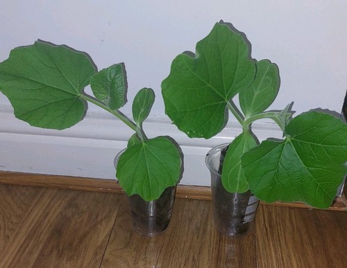 Pani kodu bottle - 2x, gourd