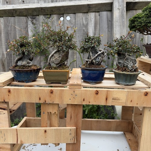 Chojubai bonsai tree - bonsai,