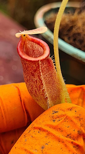 Nepenthes spathulata - spathulata, x