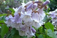 Paulownia Tomentosa, Empress Tree, Foxglove Tree 1000 seeds 