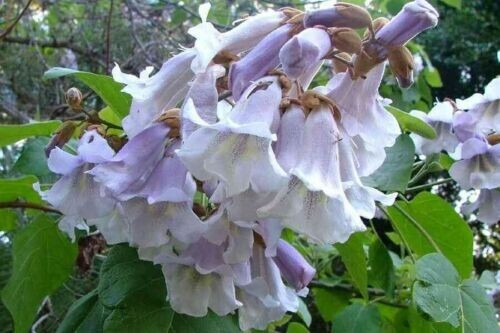 Paulownia tomentosa empress - paulownia, tomentosa,