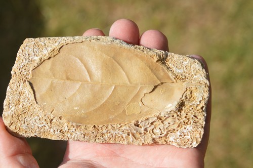 Amazing rare fossil - &,