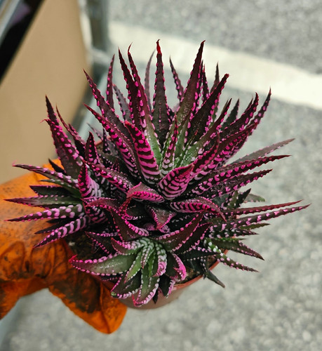 Zebra haworthia - zebra,