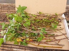 My Scottish Garden Cuttings