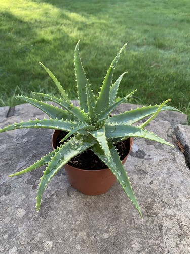 Indoor house office - house/office, aloe