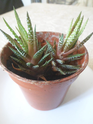 Haworthia zebrina zebra - haworthia,