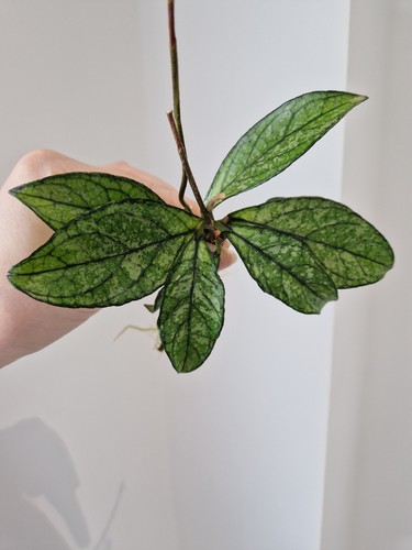 Hoya crassipetiolata splash - splash, 1