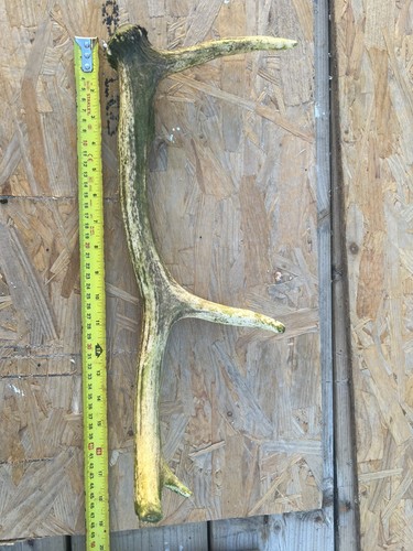Red deer antler - deer, gothic