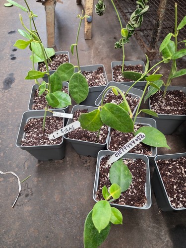 Hoya gigas small - hoya, cut