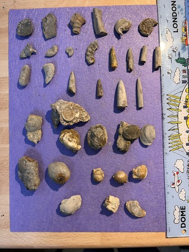 Fossil belemnite shells - fossil,