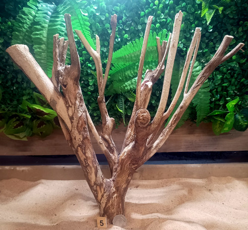 Talawa wood aquascaping - talawa,