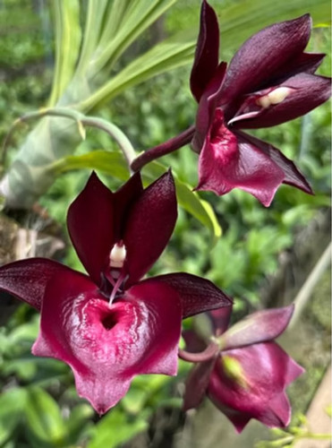 Rare catasetum susan fuchs - rare,