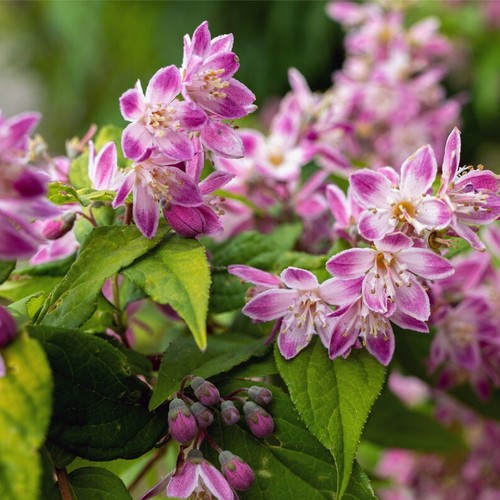 Deutzia strawberry fields - strawberry,