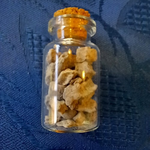 Genuine crinoid star fossils - crinoid,