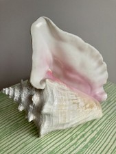 Natural Large  Queen Conch