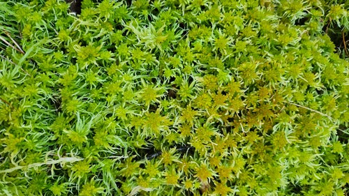 Sphagnum moss live - moss,