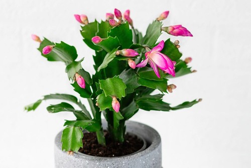 Schlumbergera truncata - schlumbergera,