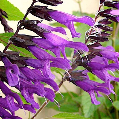 Salvia amistad xxxl 3lt - salvia,