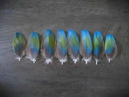 Camelot macaw parrot - macaw,