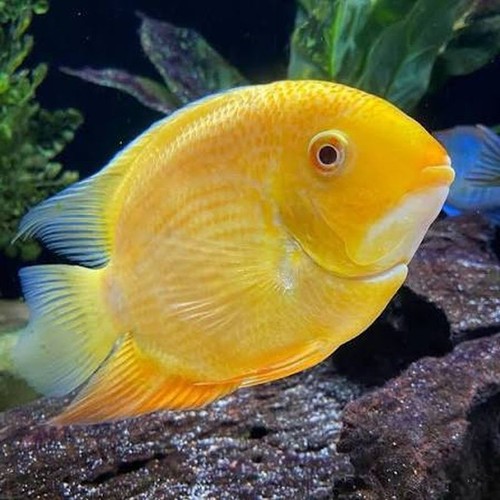 Nice gold severum cichlids - 4,