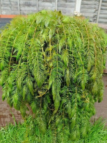 70g hornwort pond weed - 70g,