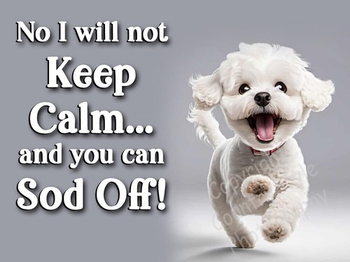 Bichon frise pet dog - pet, funny