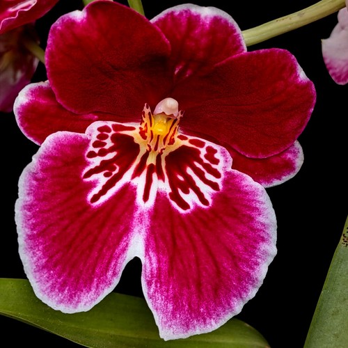 Miltonia pansy orchid dark - miltonia,