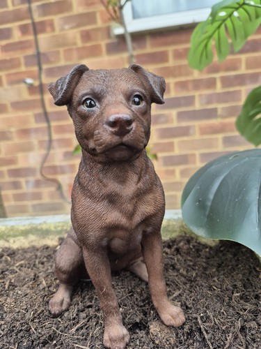 Patterdale terrier dog - patterdale,
