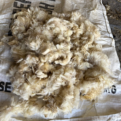 Raw white cream young lambs - raw,