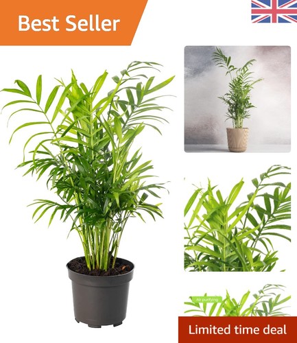Real chamaedorea elegans - chamaedorea,
