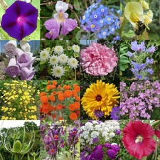 TOUCHWOOD ANNUAL & BIENNIAL