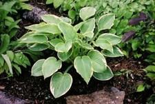 Hosta 'Fringe Benefit' 9cm pot- Lot of 3 plants