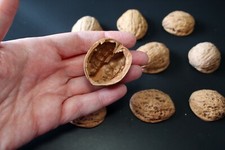 Walnut Shell for DIY and Art