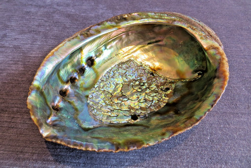 Large 5cm abalone - 18.5cm,