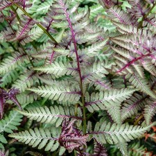 Athyrium Niponicum Red Beauty